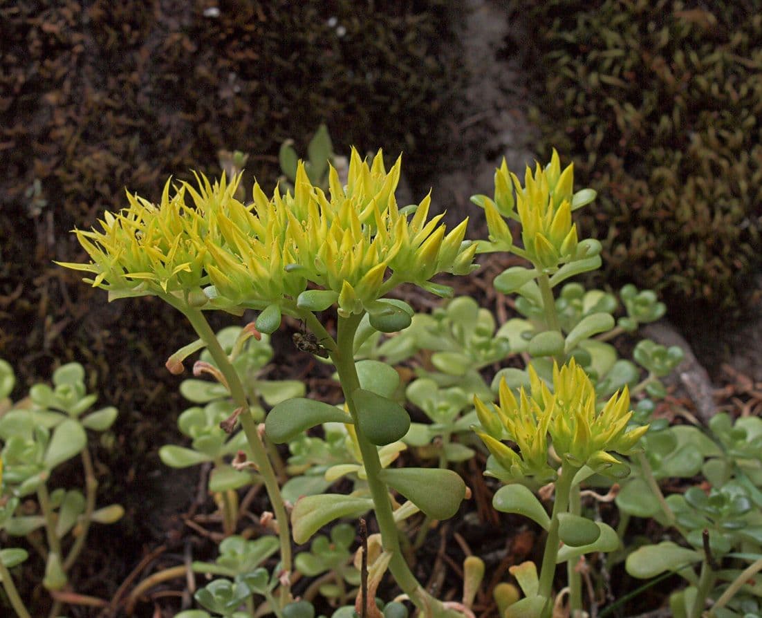 Sedum divergens affichant feuillage rouge-orange en forme cascadante