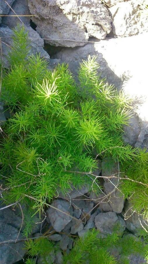 Asparagus tenuifolius plant