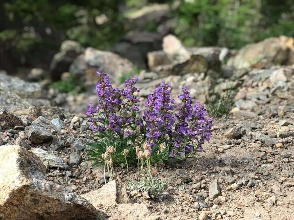 Roze-blauwe bloemen van Penstemon angustifolius op de prairies van Noord-Amerika