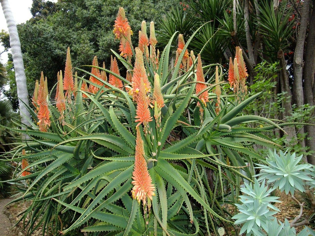 Aloe arborescens in voller Blüte auf einem sonnigen Steingarten