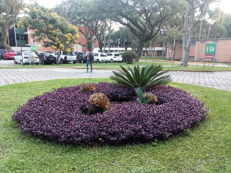 Brazilian joyweed plant with multicolored green and red leaves