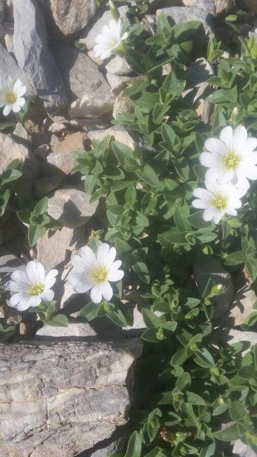 Céraiste alpin en pleine floraison sur un talus rocheux, entouré de petits cailloux et de lumière filtrée