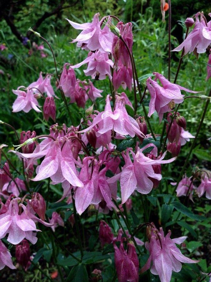 Ancolie commune avec fleurs bleues dans un jardin naturel