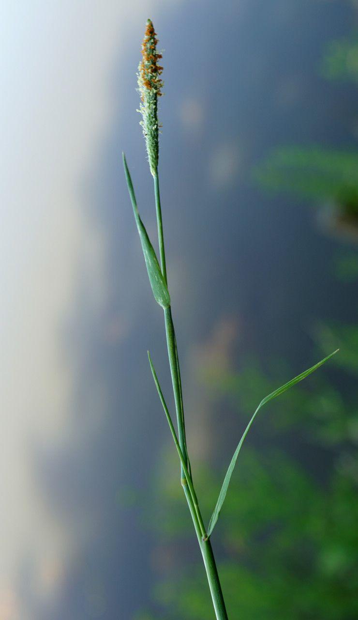 Rotgelber Fuchsschwanz im Sommer, mit weichen, orangefarbenen Blütenständen, die sanft im Wind schwingen.