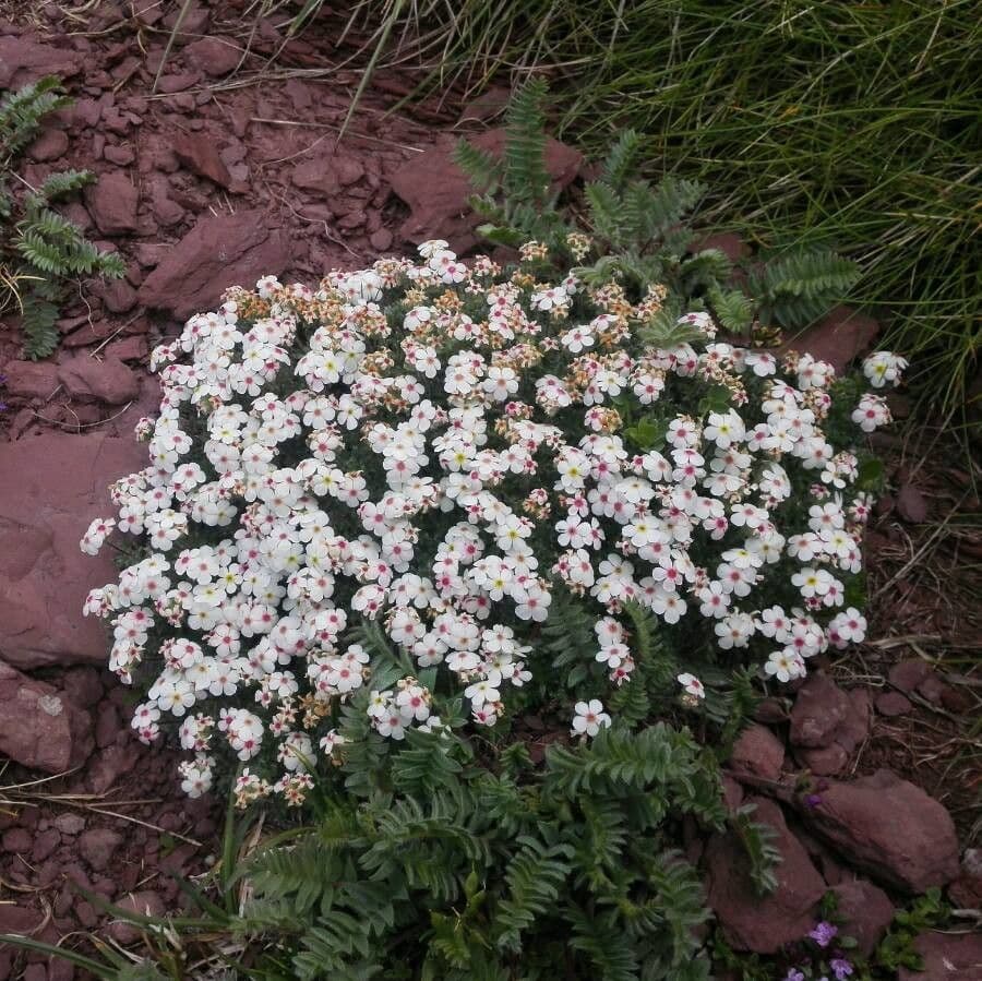 Wollen rockjasmine met zijn karakteristieke behaarde bladeren en paarse bloemen
