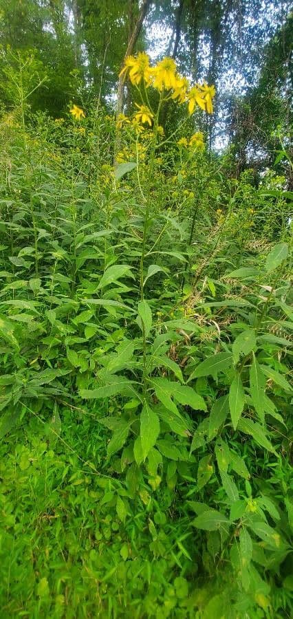 Verbesina alternifolia mit charakteristischen geflügelten Stengeln und gelben Blüten