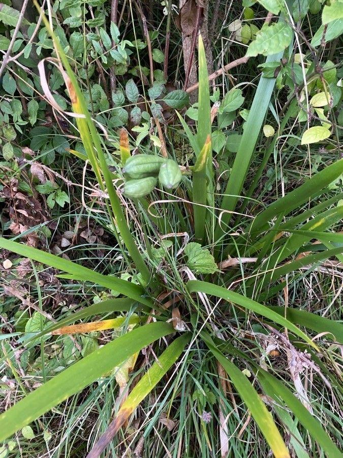 Übelriechende Schwertlilie mit orangefarbenen Samen im Herbstlicht, in einem feuchten, halbschattigen Waldgarten