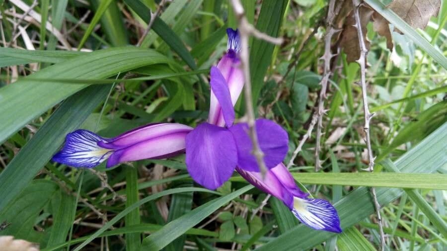 Graslis met blauwe en gele geurende bloemen in volle bloei