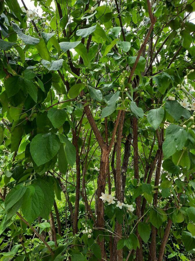 Zachtharige jasmijn in volle bloei met zachte, fluweelachtige bladeren en sterachtige witte bloemen.