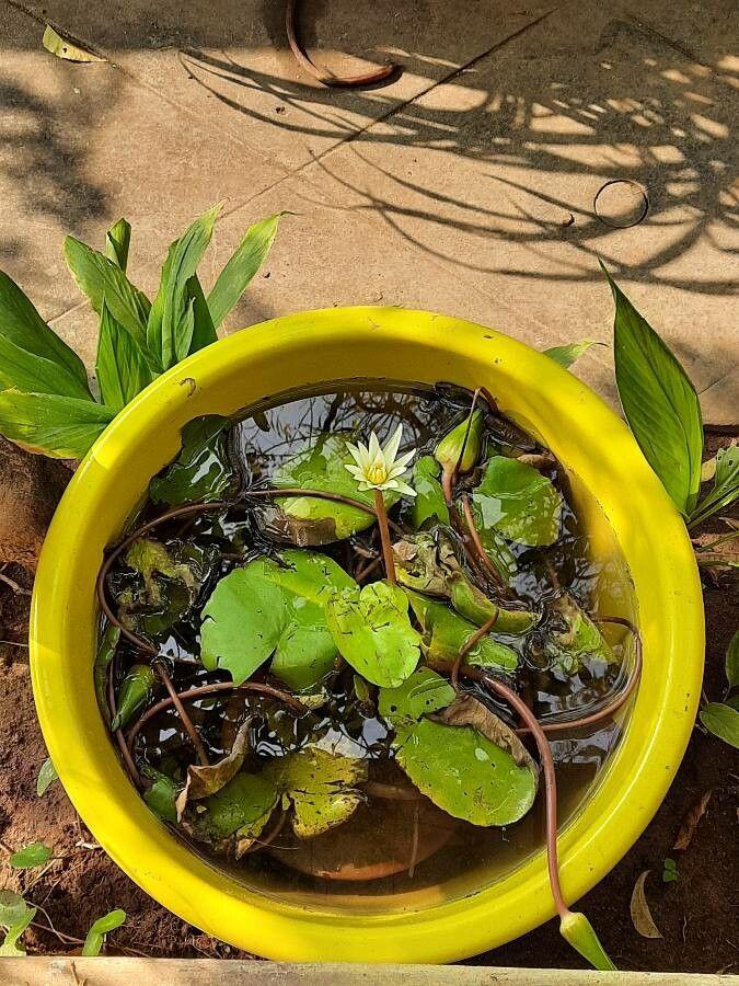 Zwerg-Seerose mit kleinen weißen Blüten, die auf einem ruhigen Teich schwimmen