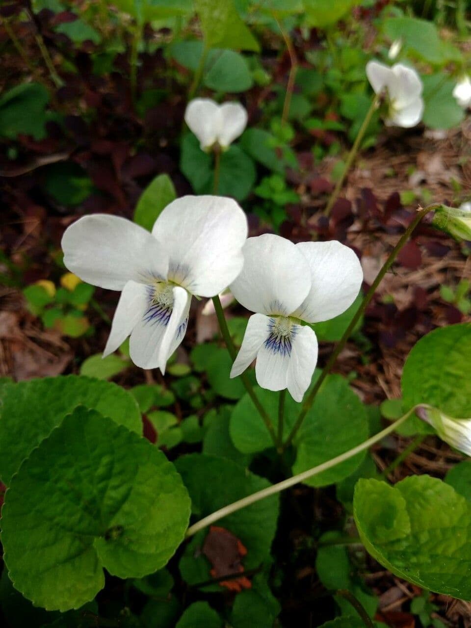 Weisses Waldveilchen mit weissen Blueten und violetten Adern im schattigen Beet