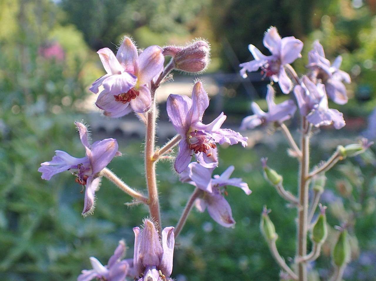 Stephanskraut (Delphinium staphisagria) in voller Blüte mit blauen Blüten vor trockenem Hintergrund
