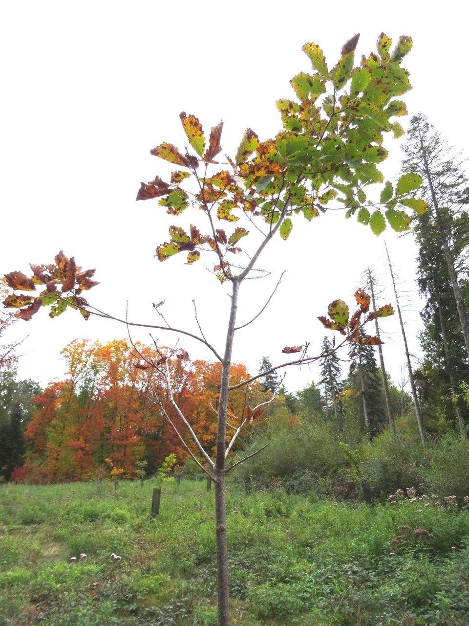Zweifarbige Eiche in Herbstfarben an einer feuchten Waldkante