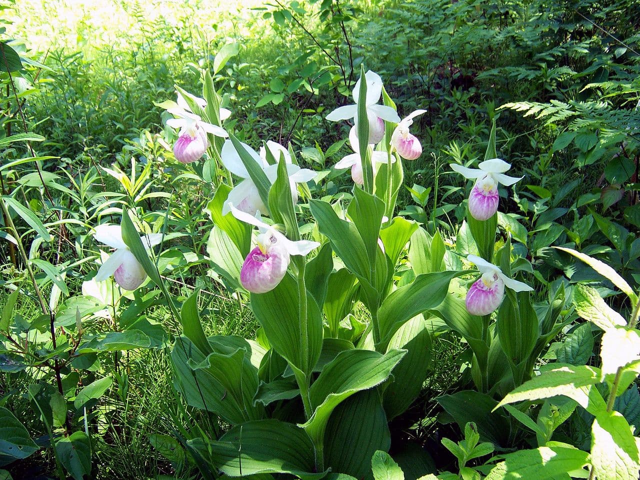 Cypripedium reginae plant with white and pink-red flowers