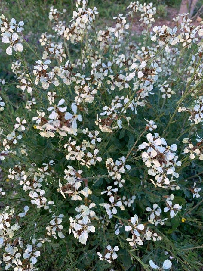 Ruten-Kohl-Pflanze mit krausen Blättern und gelben Blüten in einem sonnigen Beet