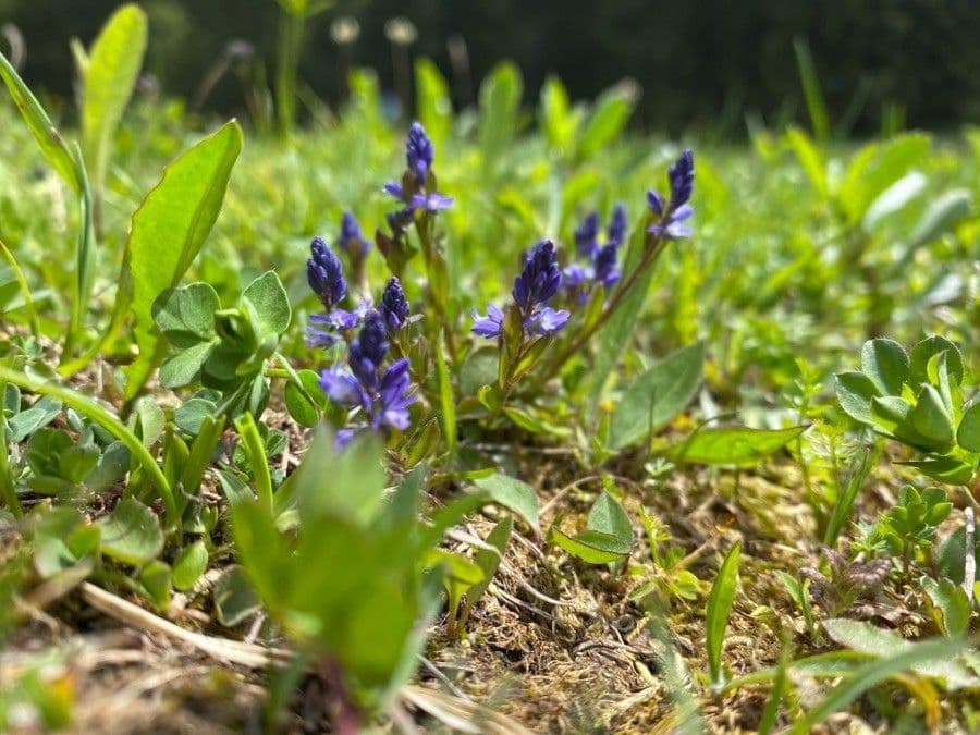 Delicate wit-blauwe bloemen van Bittere Kreuzblume in mei