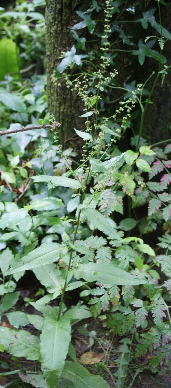 Plante d'oseille sanguine avec veines rouges dans les feuilles vertes en foret