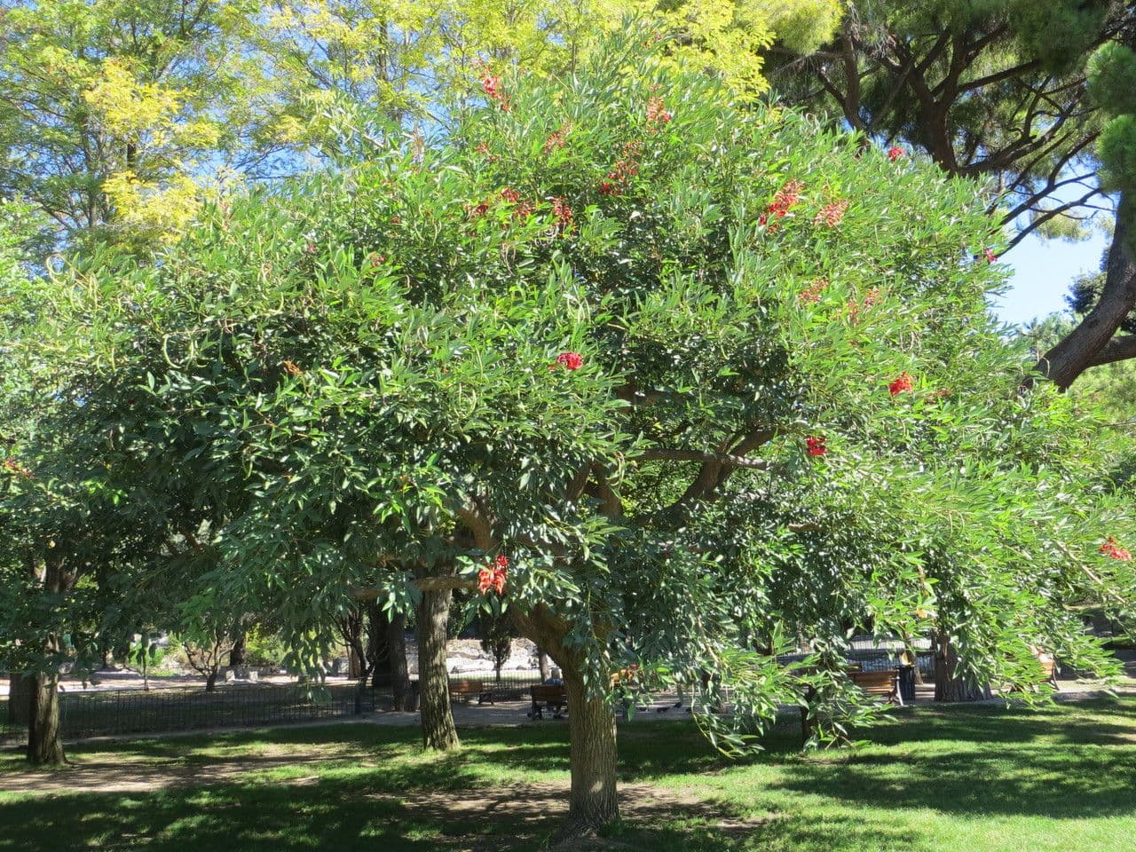 Erythrina crista-galli rode kroonvormige bloemen