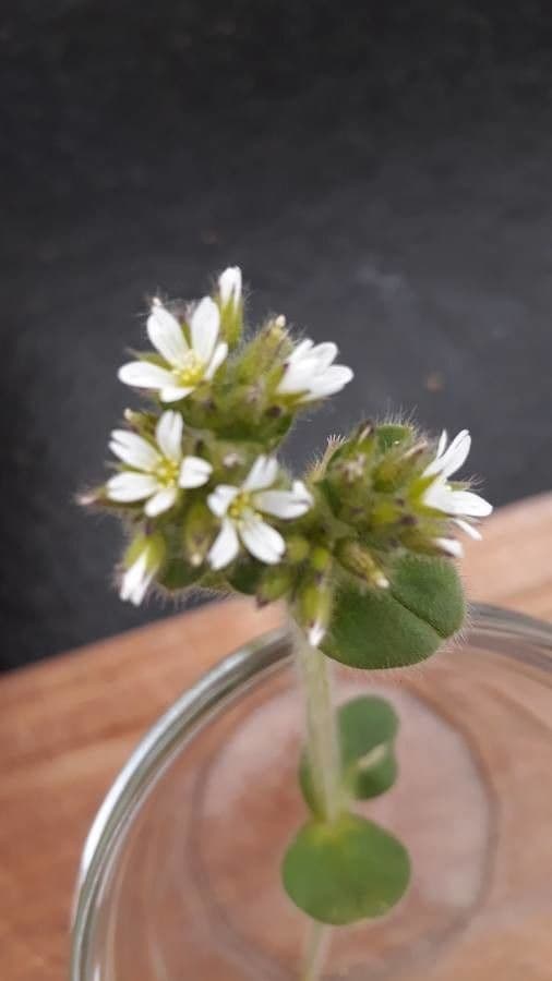 Cerastium dubium with white flowers in full growth