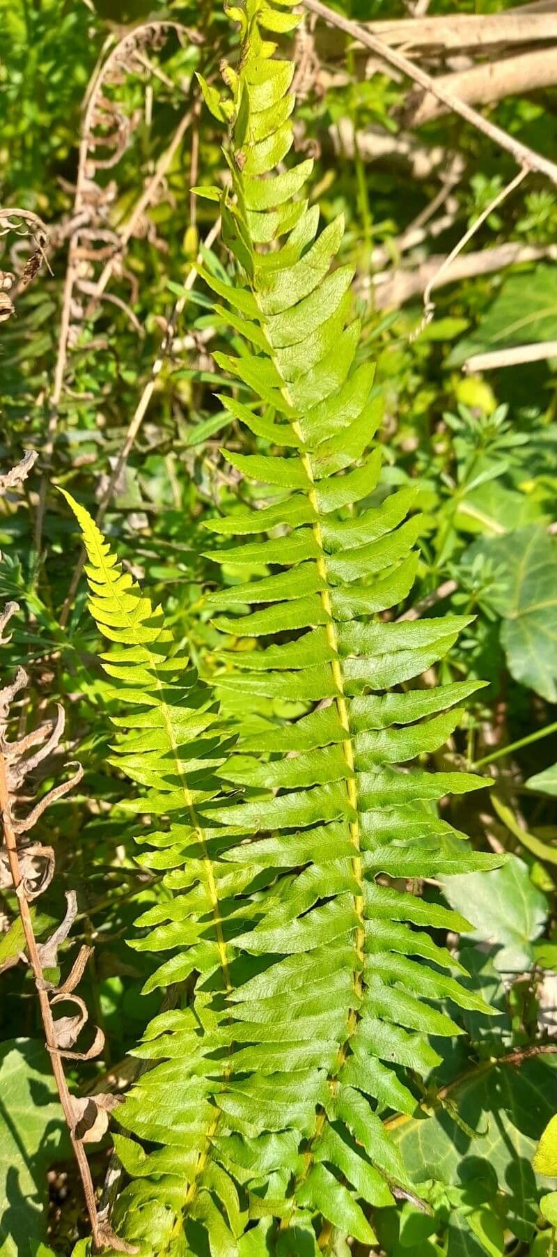 Nephrolepis cordifolia plant with elegant ladder-shaped fronds