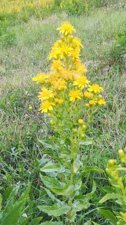 Fleurs jaunes de l'inule visqueuse en pleine floraison