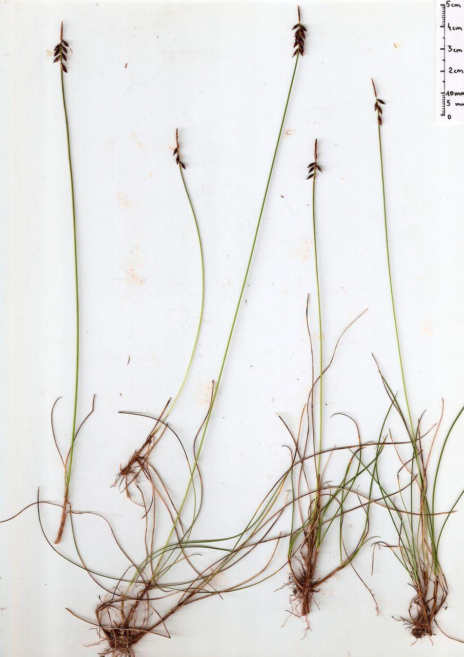 Laîche puce (Carex pulicaris) en bordure humide sous ombre légère