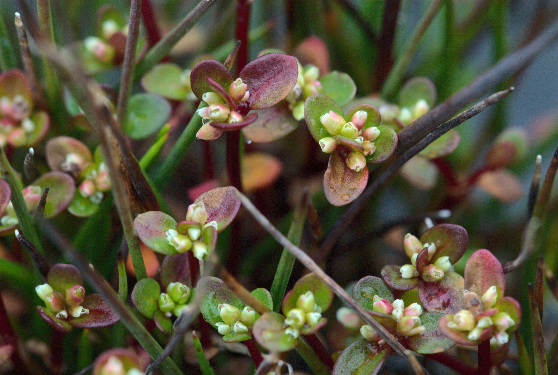 Koenigia islandica met kleine witte bloemen en groen blad