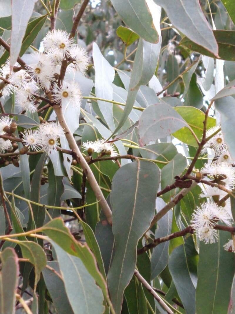 Eucalyptus viminalis met witte schors en langwerpige bladeren