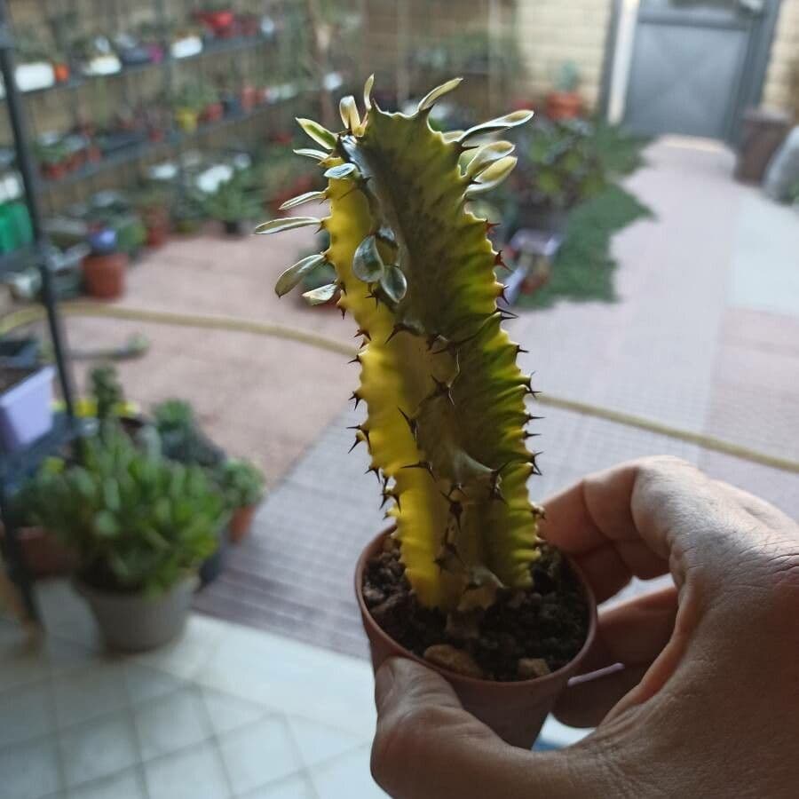 Euphorbia ammak plant with candelabra formation and thick green stems