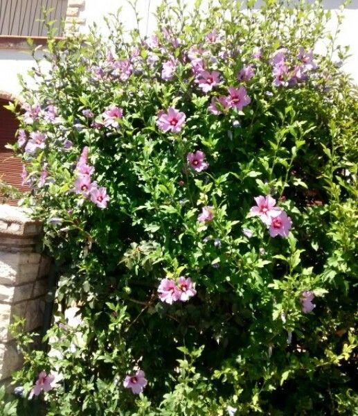 Purpurfarbener Echter Roseneibisch in voller Blüte in sonnigem Garten
