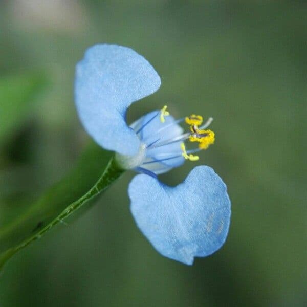 Blaue Blute von Commelina diffusa