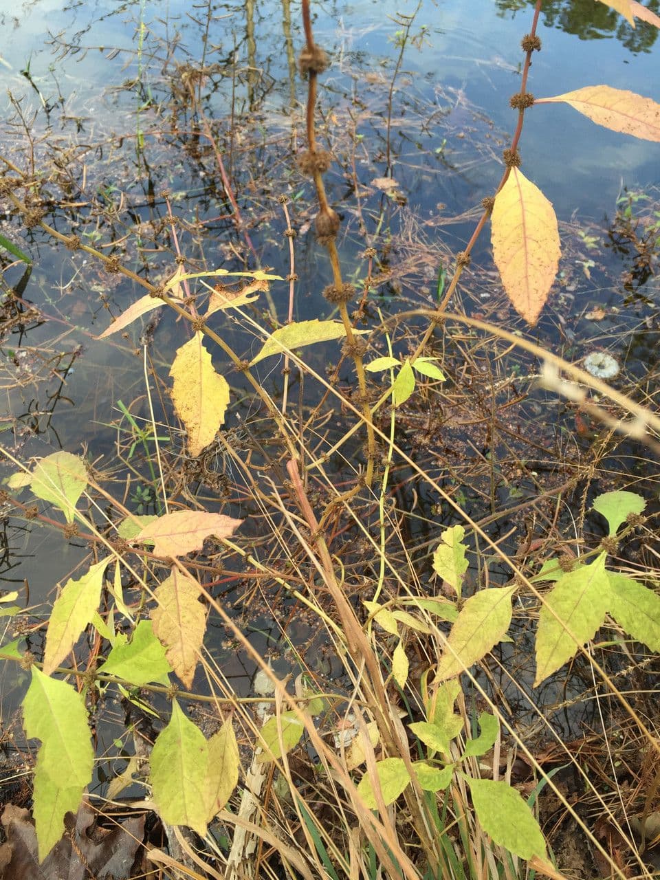 Lycopus rubellus taperleaf water horehound with tapering leaves at a stream margin