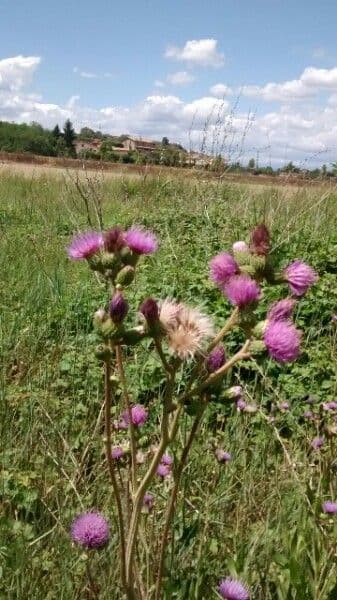 Purple flower heads of Cirsium monspessulanum, the Montpellier thistle