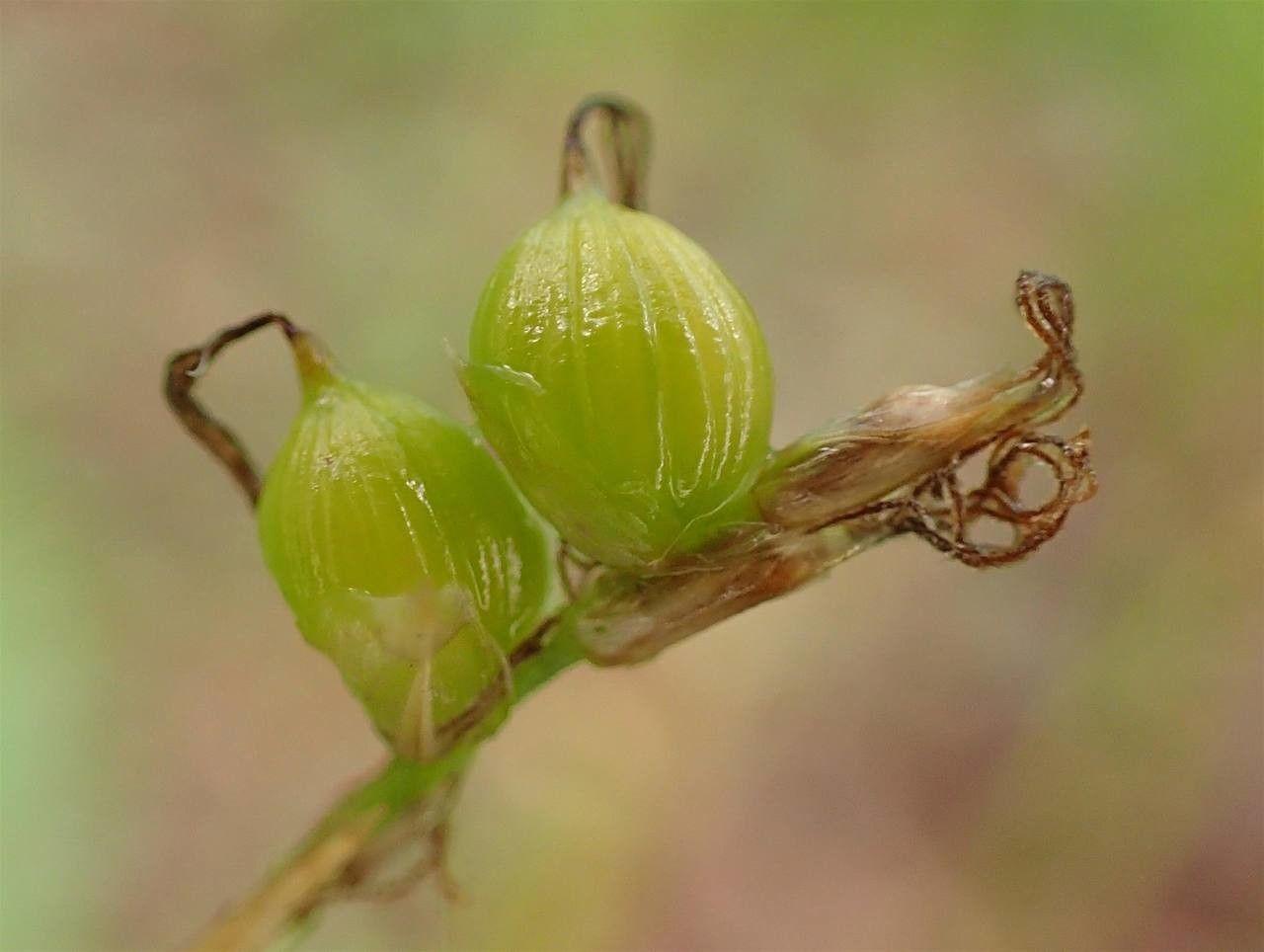Weiß-Segge (Carex alba) in einer Laubwaldkante, mit feinem grünem Laub und zarten Blütenstängeln