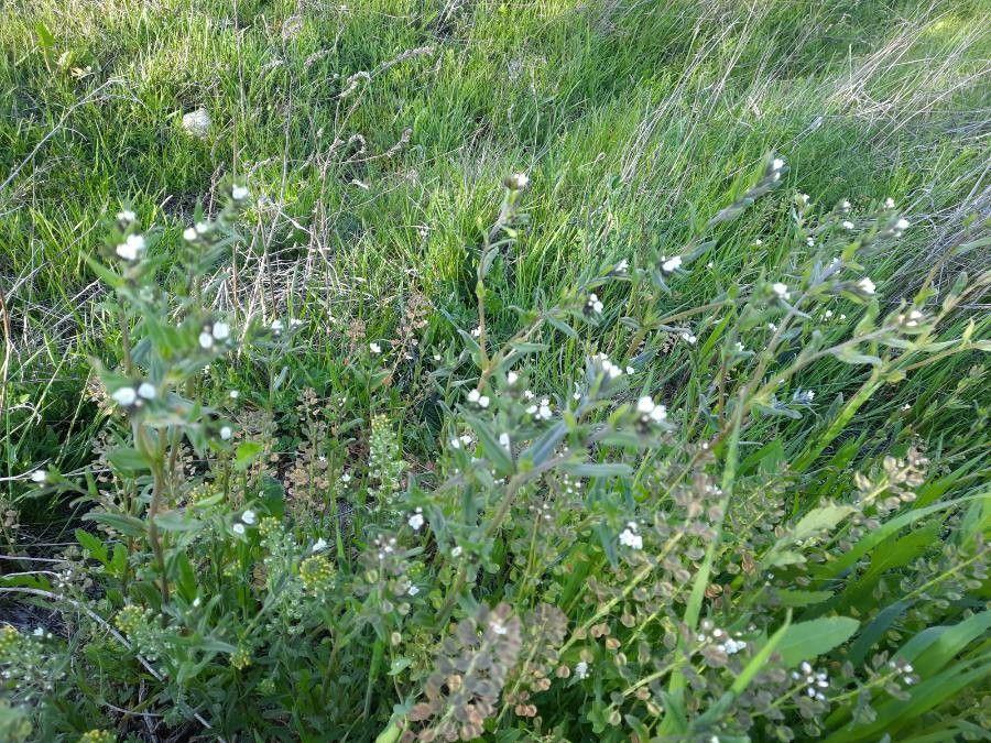 Acker-Steinsame in voller Blüte auf einem sonnigen Hang, mit zarten weißen Blüten und rauen Blättern