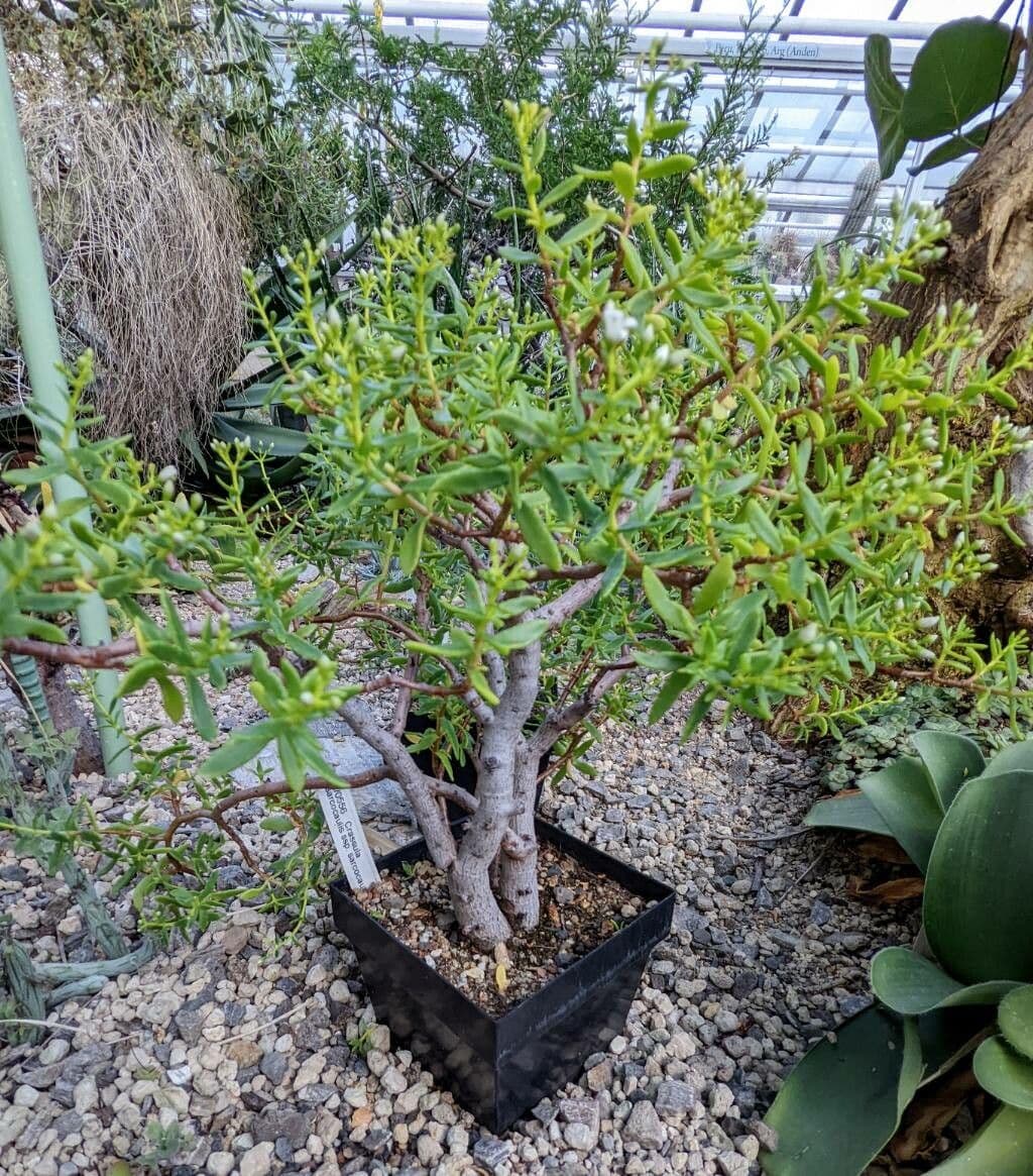 Bonsai Crassula met kleine rode bloemen