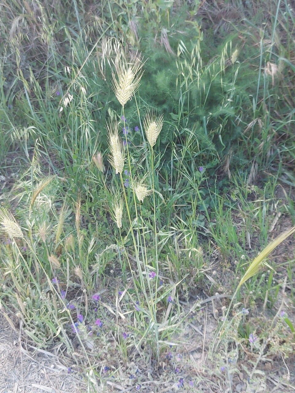 Orge maritime (Hordeum marinum) en pleine floraison sur une bande côtière sablonneuse, avec des feuilles gris-vert douces et des épis dressés ondulant dans le vent
