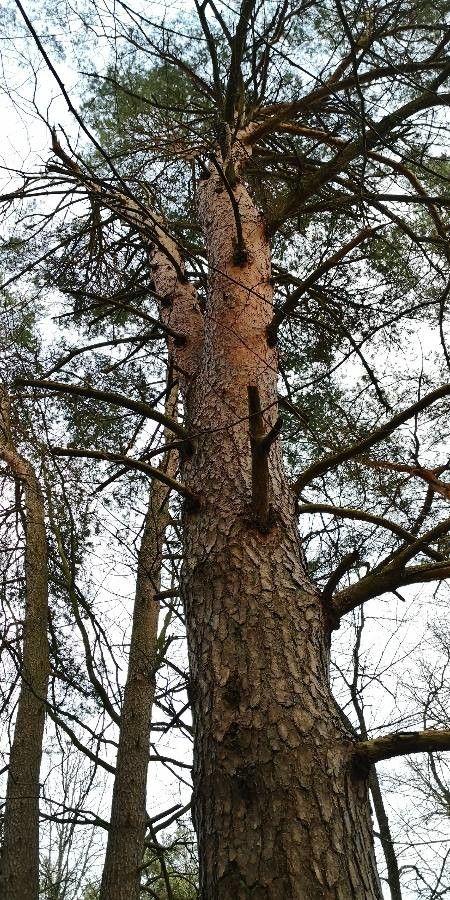 Ausgewachsene Waldkiefer mit oranger Rinde und blaugrünen Nadeln, in sonnigem, offenem Garten