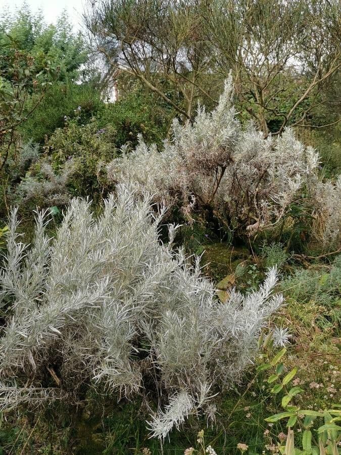 Artemisia cana met zilverkleurige smal bladeren op de Noord-Amerikaanse prairie