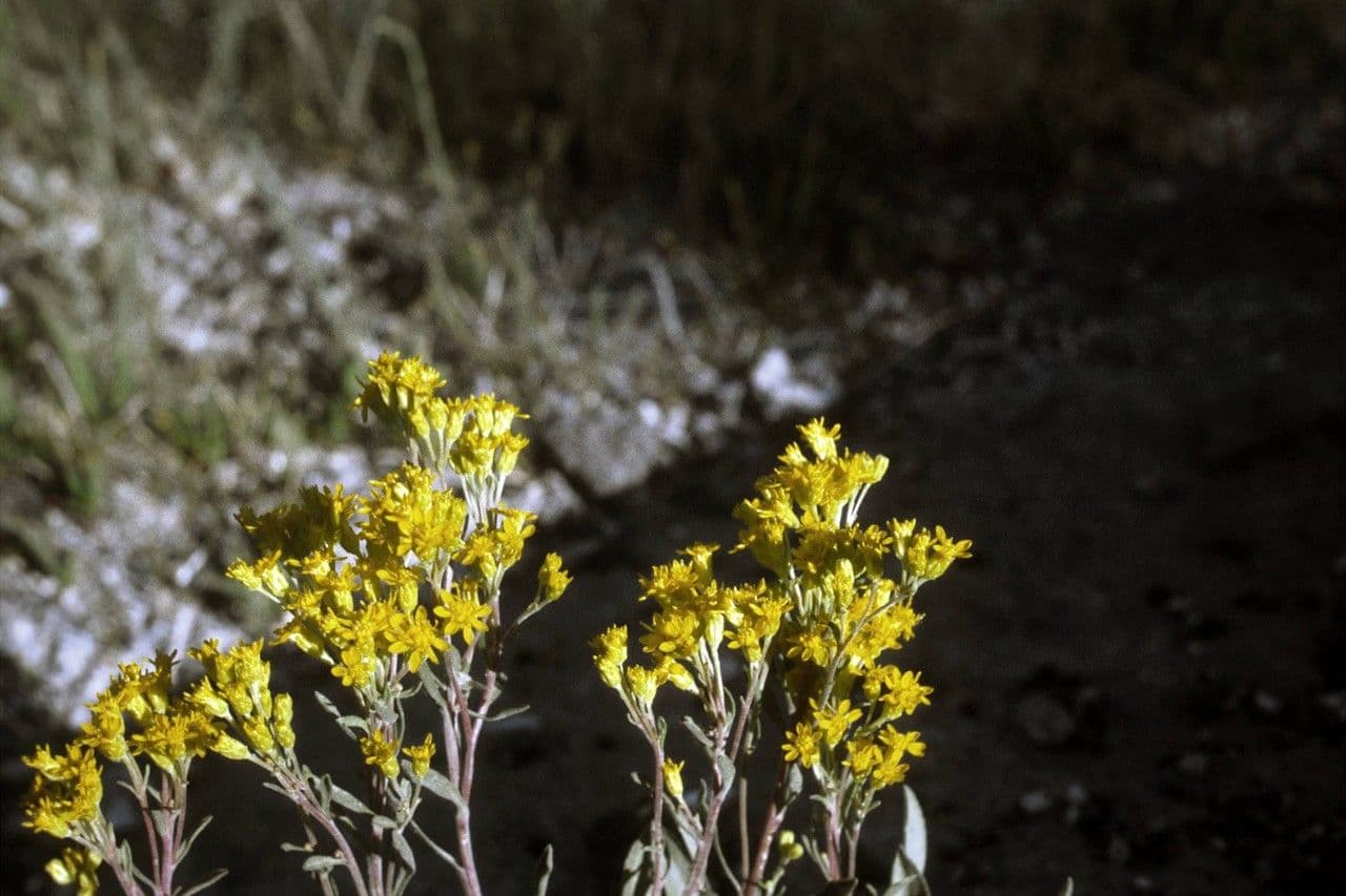 Solidago missouriensis verge d'or du Missouri avec panicules jaune d'or en fin d'été