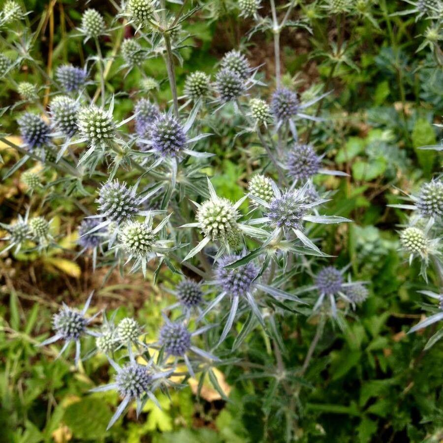 Flachblättrige Mannstreu in voller Blüte mit stahlblauen Köpfchen und silbrig-grauem Laub an einem sonnigen Sommertag