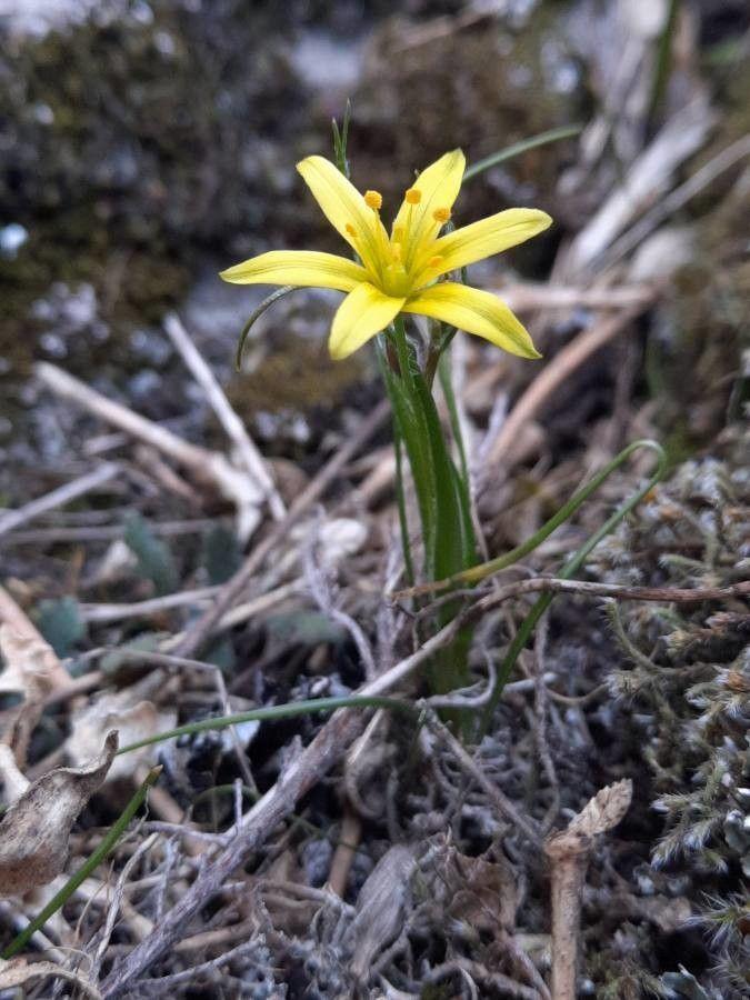 Wiesen-Gelbstern in voller Blüte auf einer lichtbeschatteten Wiese