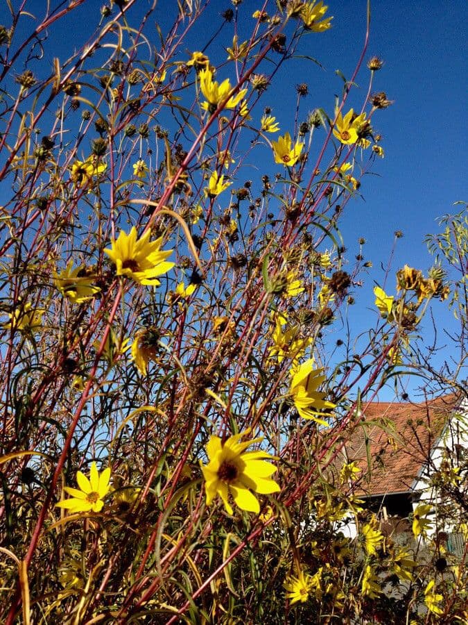 Fleurs jaunes de Helianthus pauciflorus