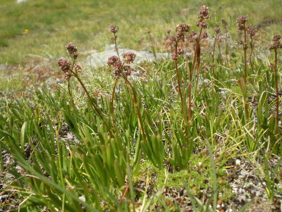 Celtic Valerian with pink flowers blooming in alpine setting