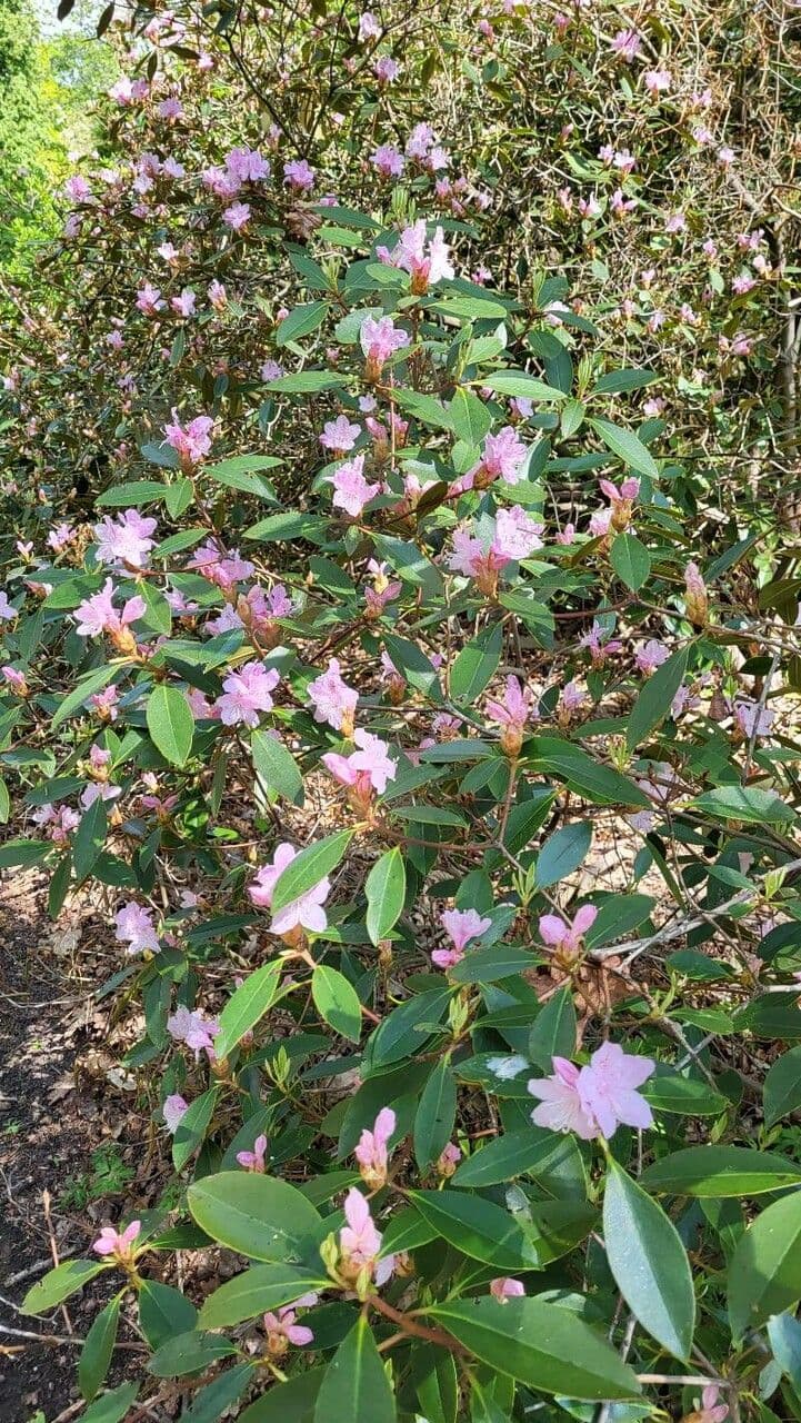 Rhododendron minus mit rosa Blüten im Fruhjahr