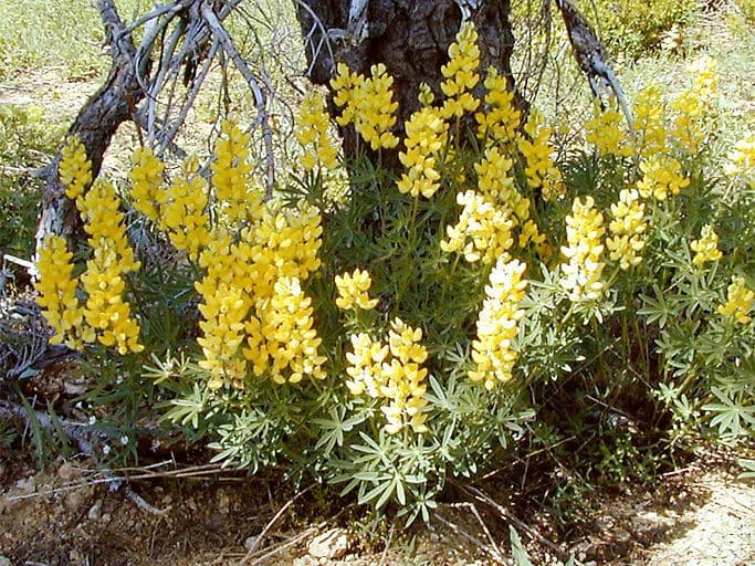 Lupin a fleurs safranees avec des epis jaunes en pleine floraison