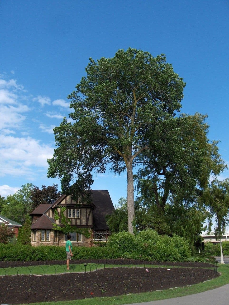 Arbre Ulmus thomasii avec écorce grise et feuillage vert