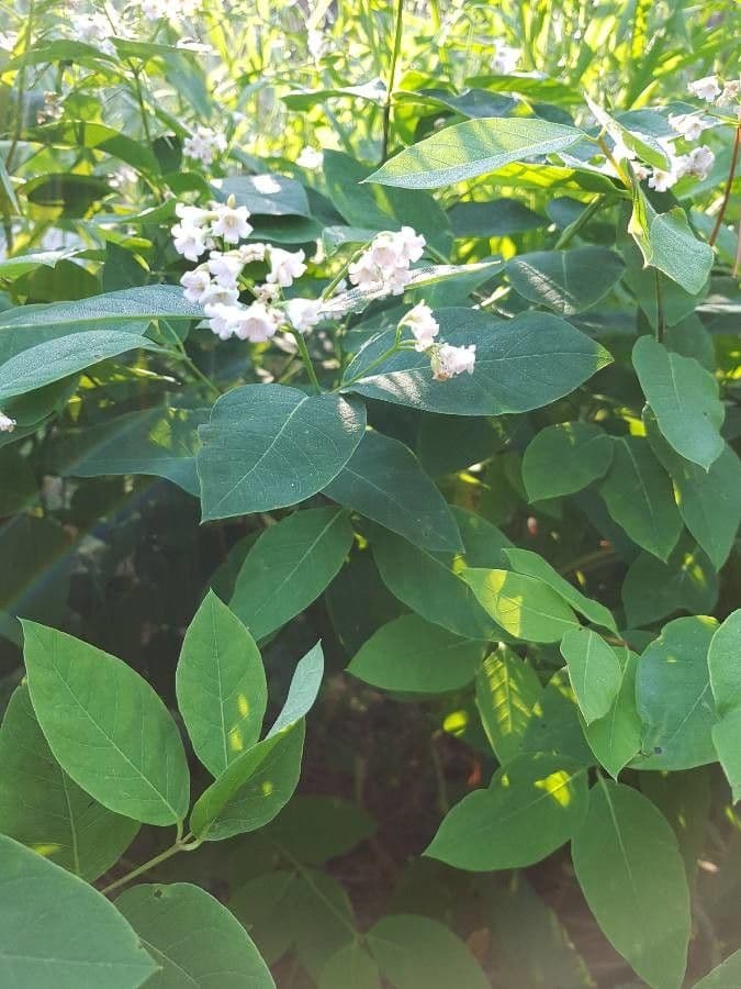 Apocynum androsaemifolium met roze bloemen en groene bladeren