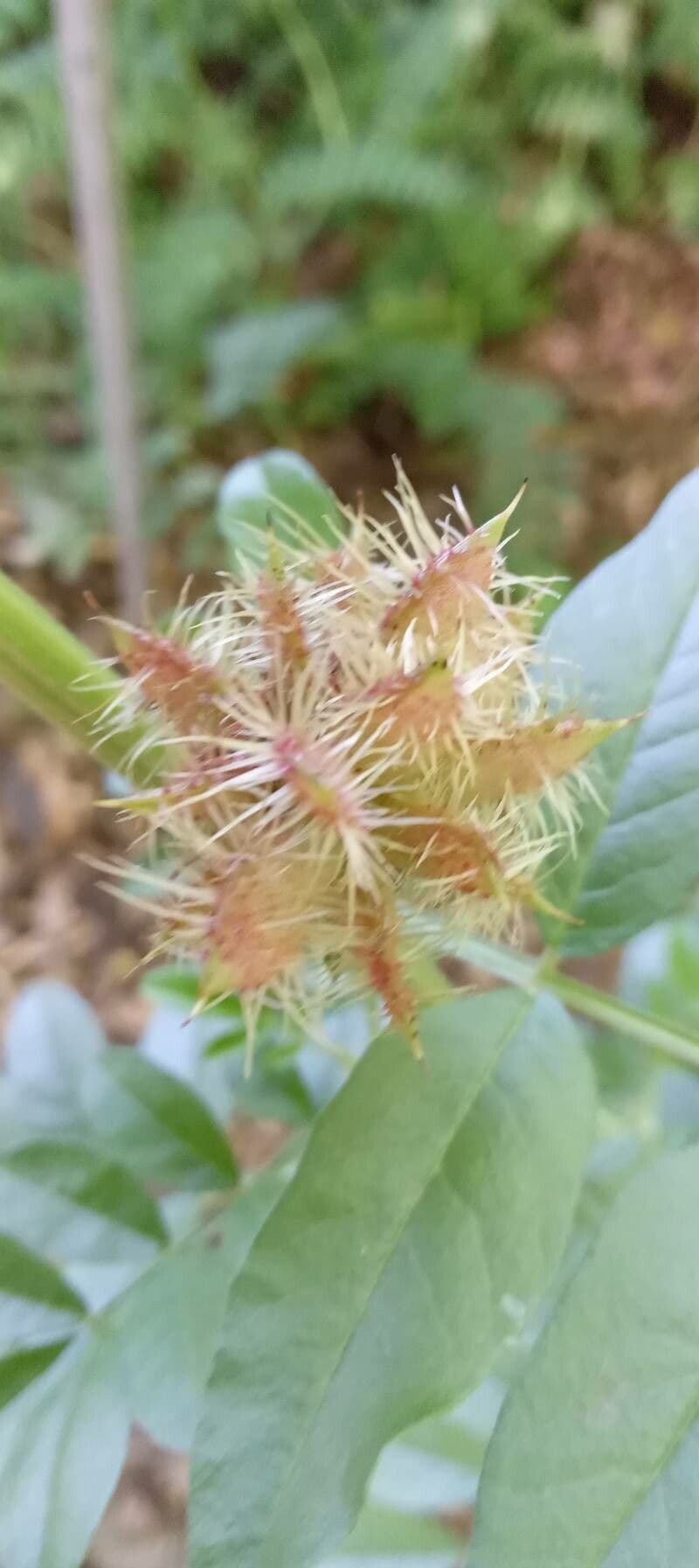 Glycyrrhiza echinata with spiny pods and purple flowers in full growth