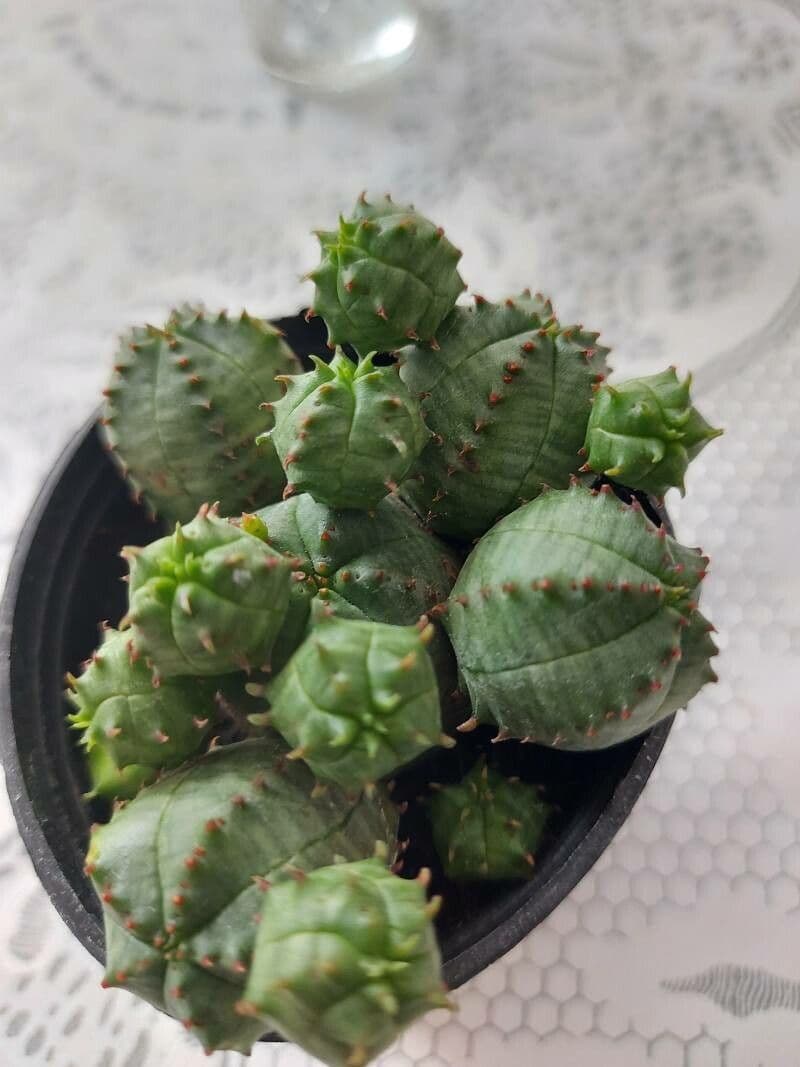 Euphorbia globosa avec motif de croissance spherique caracteristique dans l'habitat naturel
